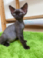 devon rex kitten