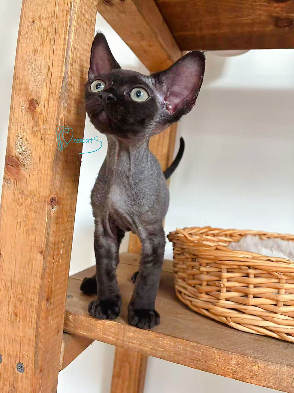 devon rex kitten