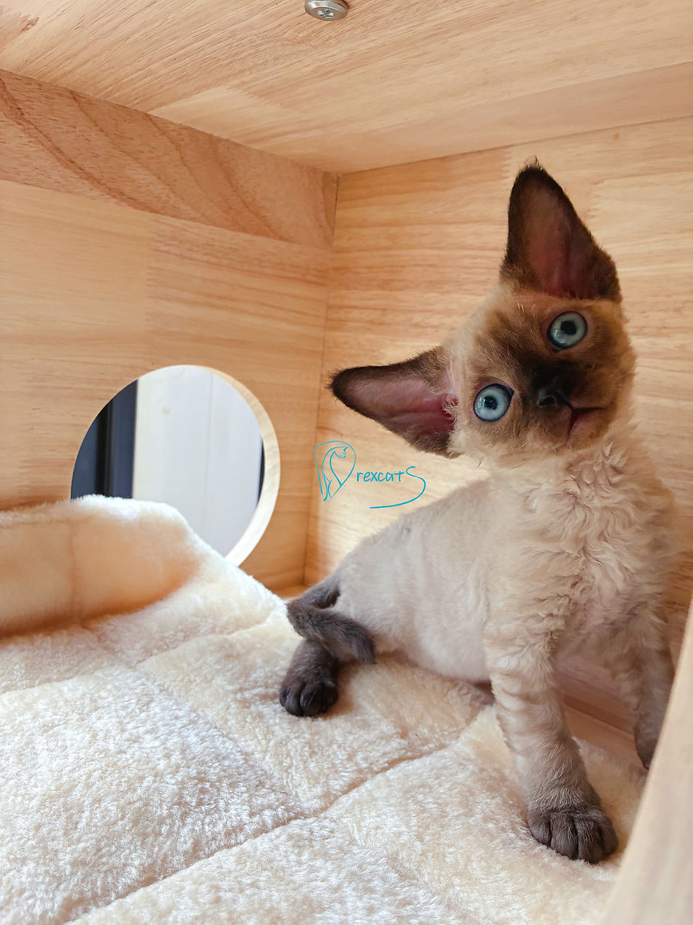 devon rex kitten