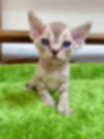 devon rex kitten