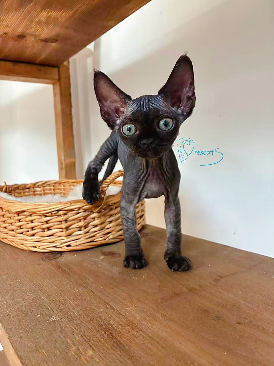 devon rex kitten