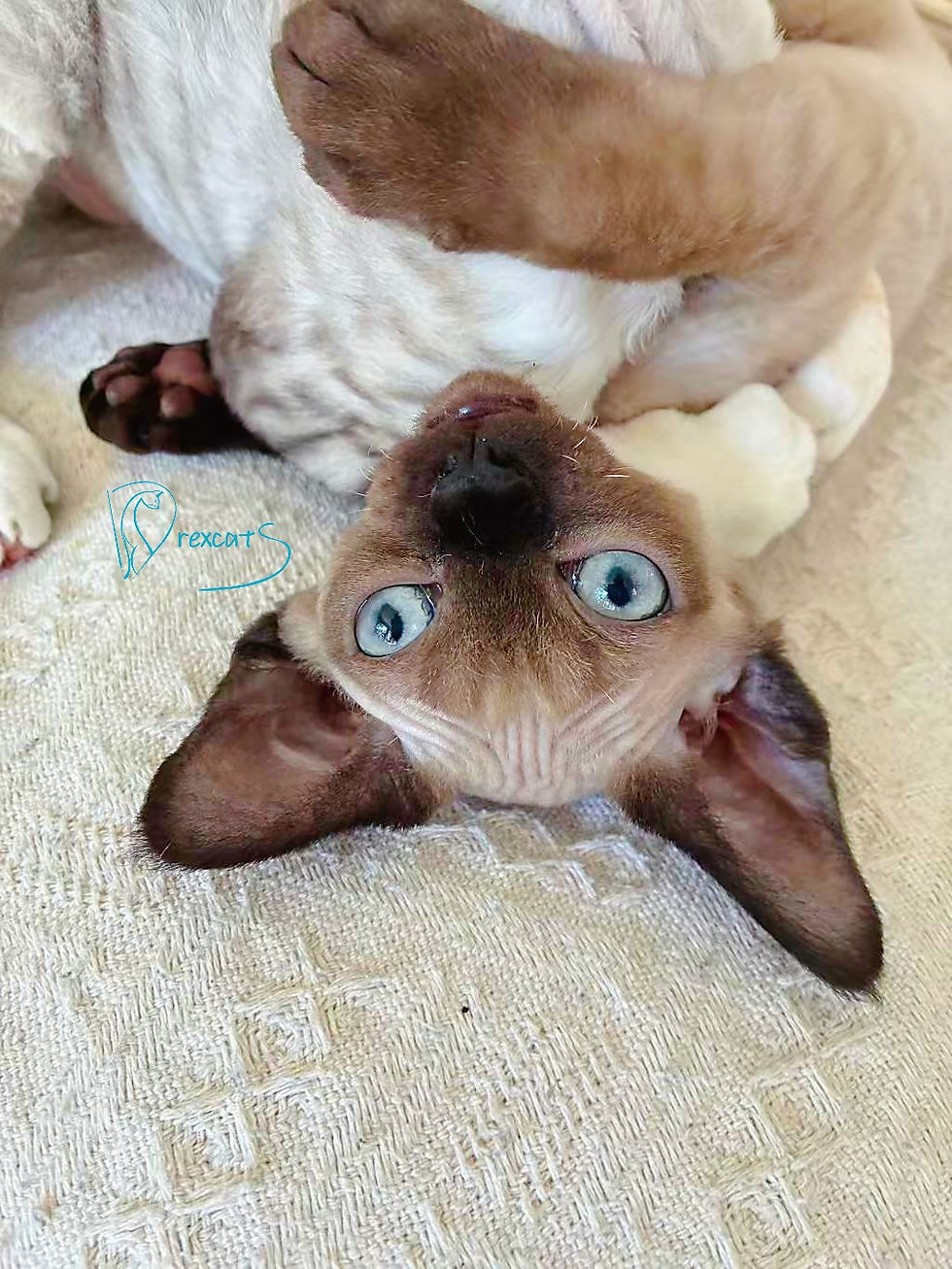 devon rex kitten