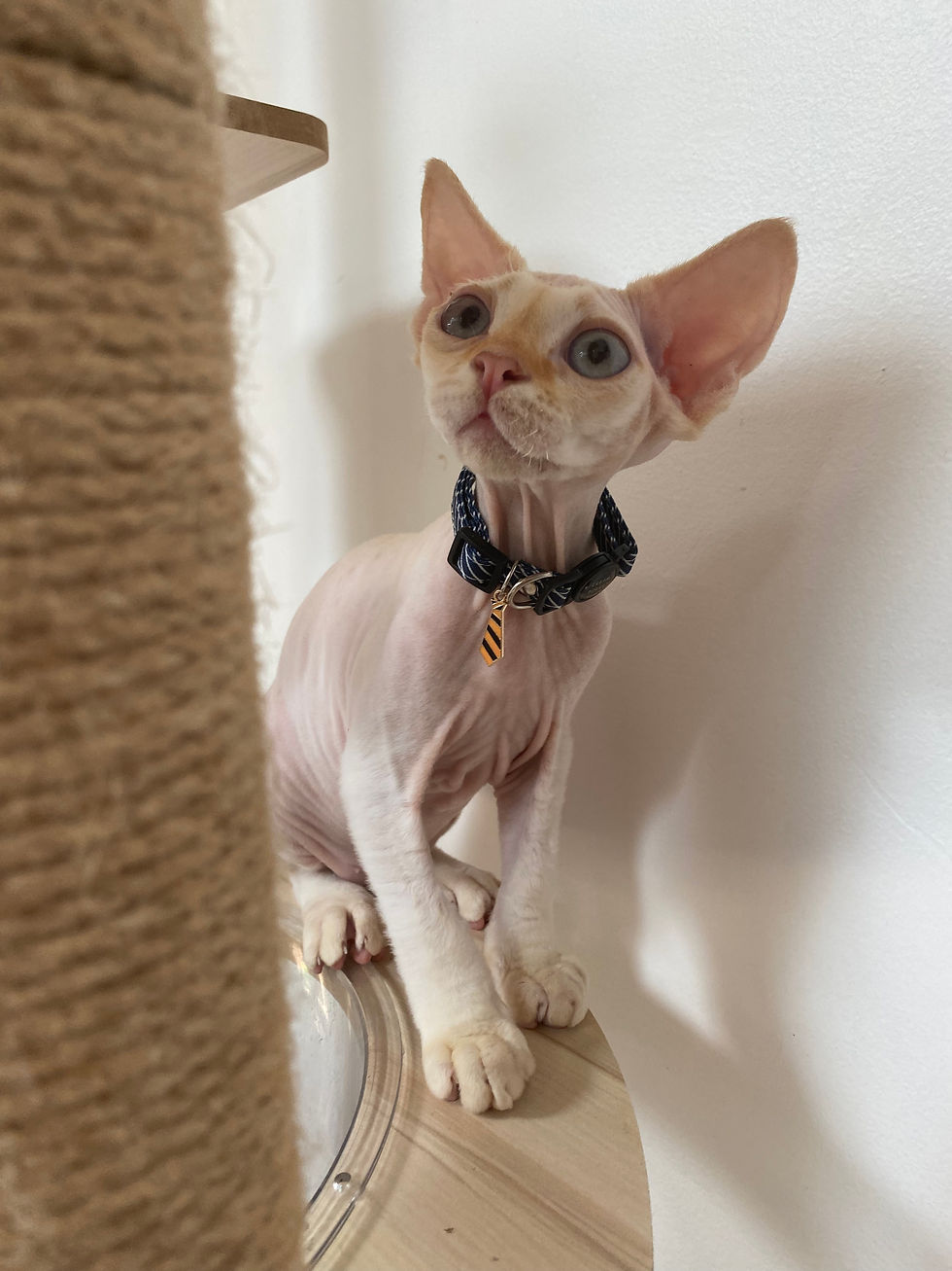 devon rex kitten