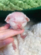 devon rex kitten