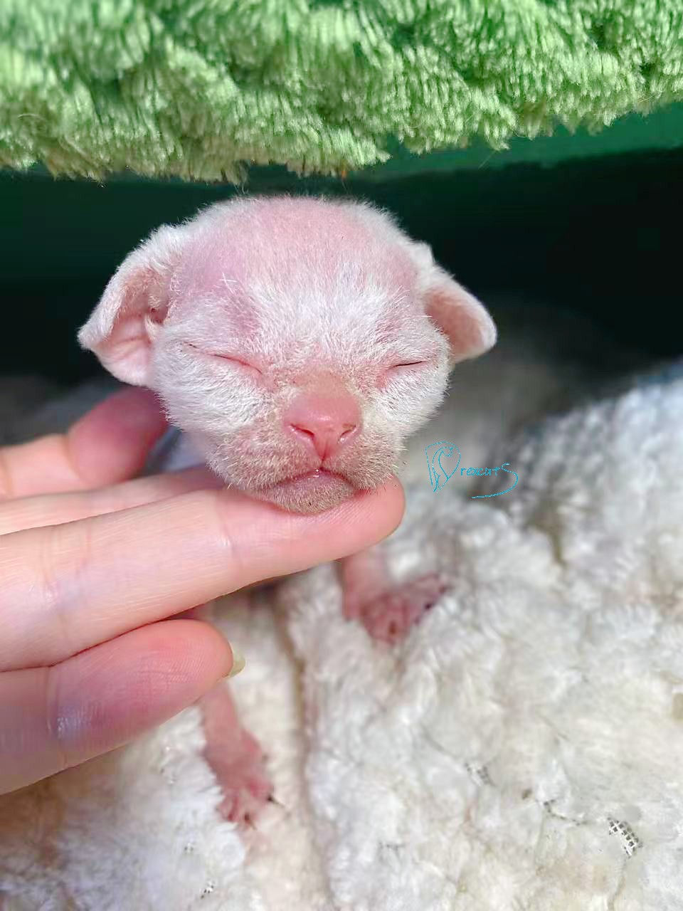 devon rex kitten