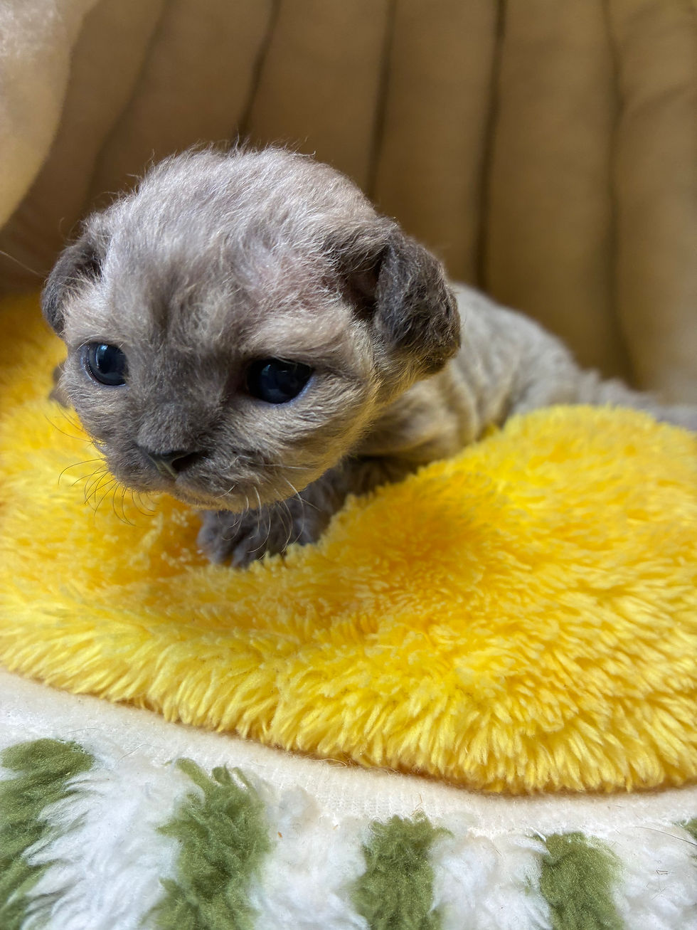 devon rex kitten