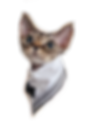 devon rex kitten