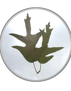 Southern Red Oak Tribute Sculpture