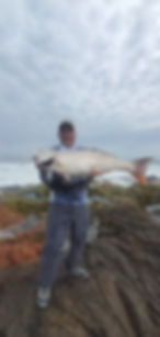 Seabass corvina