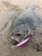 Lenguado lure flounder