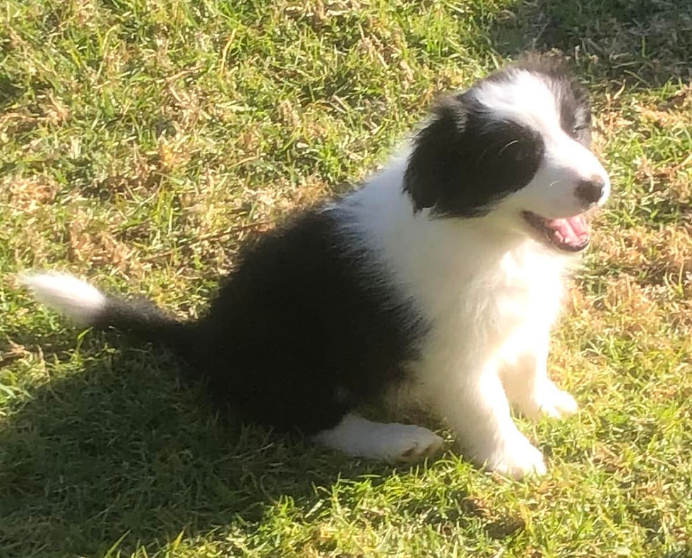 15/7/23 Looking for forever home :(