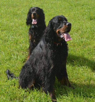 FamilySetter
