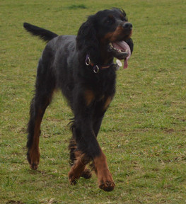 StrollingSetter