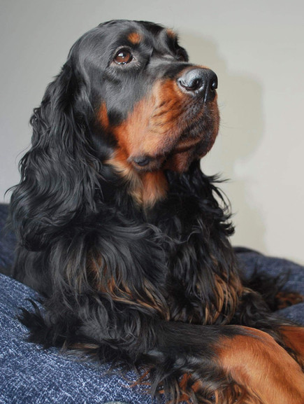 PosingSetter