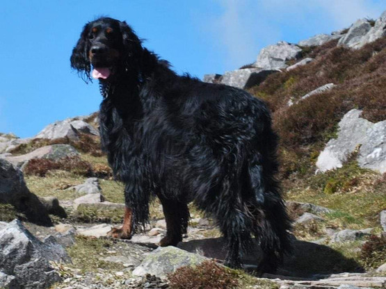 MountainSetter