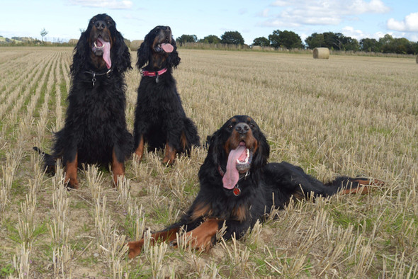 FieldSetter