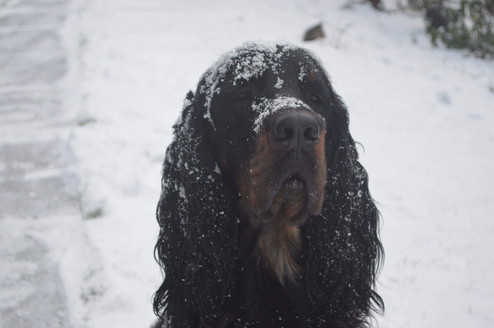 SnowFaceSetter