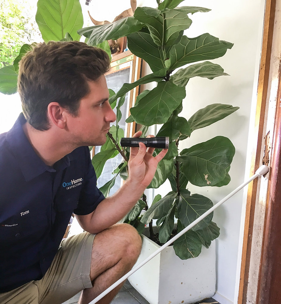 How to Detect and Deter Termites