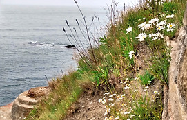 The Cliff Walk_edited.jpg