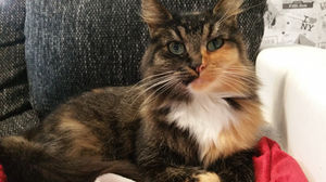 Die Richtige Fellpflege Bei Katzen