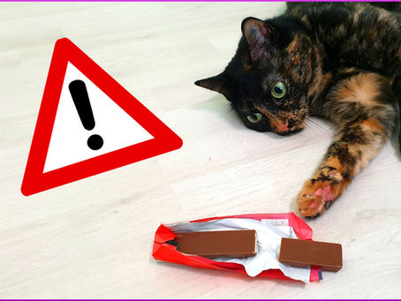 Warum dürfen Katzen keine Schokolade essen?