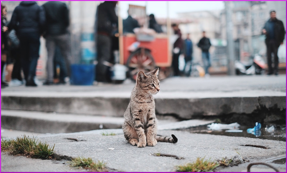 Die Katze Chippen Lassen