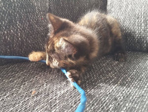 Gefahren Für Katzen