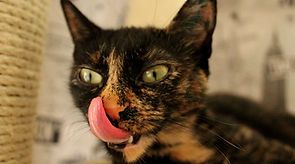 Katzen Leckerlie Liste