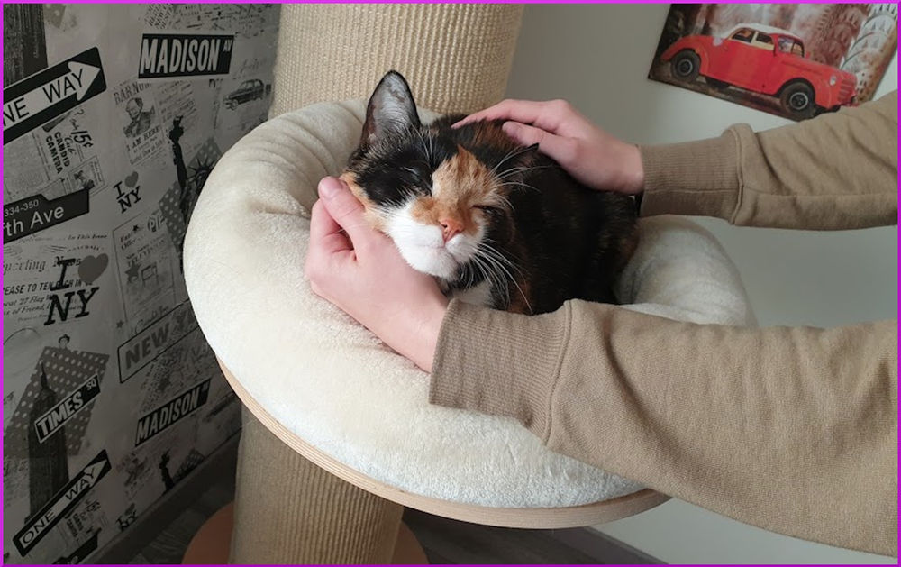 Katze Faucht Mich An Beim Streicheln