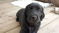 Flat-Coated Retriever puppy
