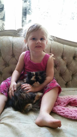 Persian Kittens For Sale Ohio