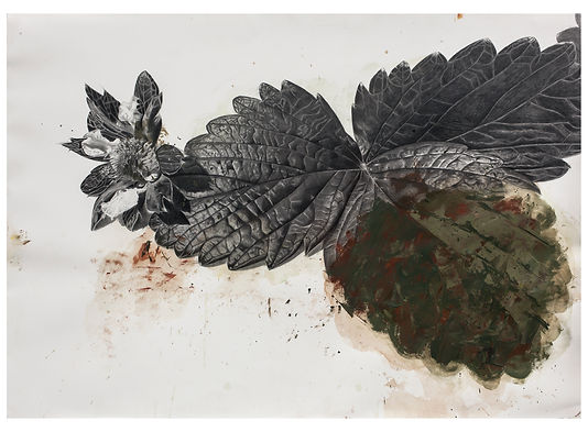 Fragaria vesca.jpg