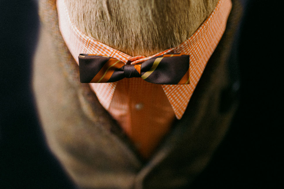 Dapper Deer 2-21.jpg
