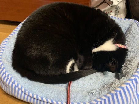 深夜のミーちゃん