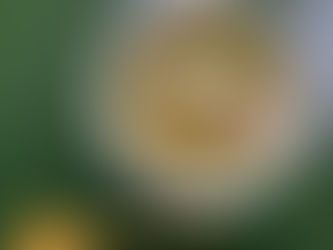 キノコおろし蕎麦