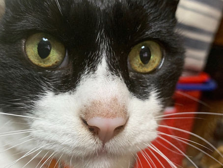 またまた脱走しました