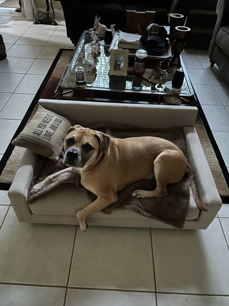 Image of a dog using Club Nine Pets Bed sent in by customers