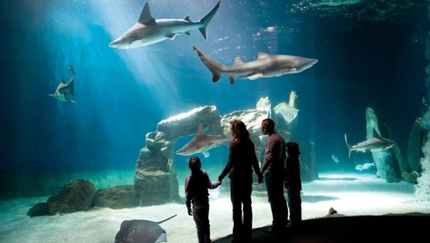 ligurien-aquarium.webp