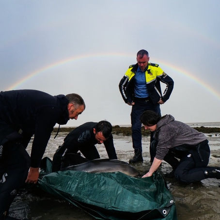 Watch: Local Musician Rescues Dolphin Duo!