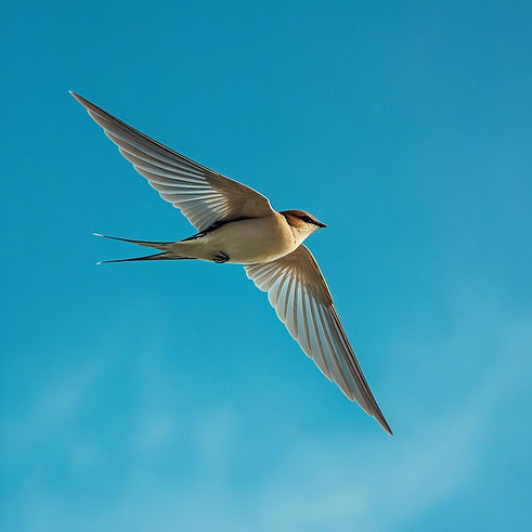 swift action- communications edge