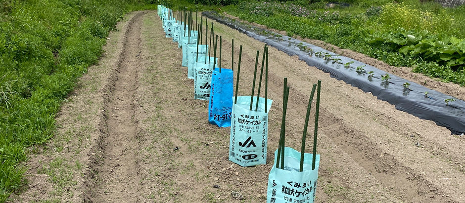 ジャック・オ・ランタン