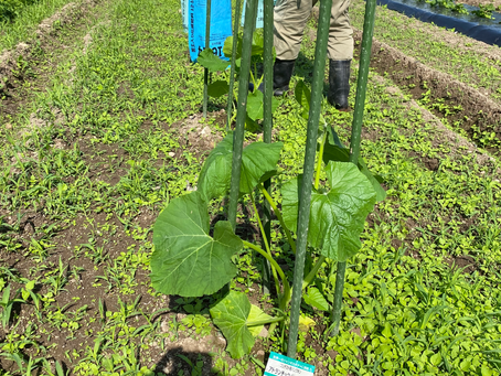 ジャック・オ・ランタン