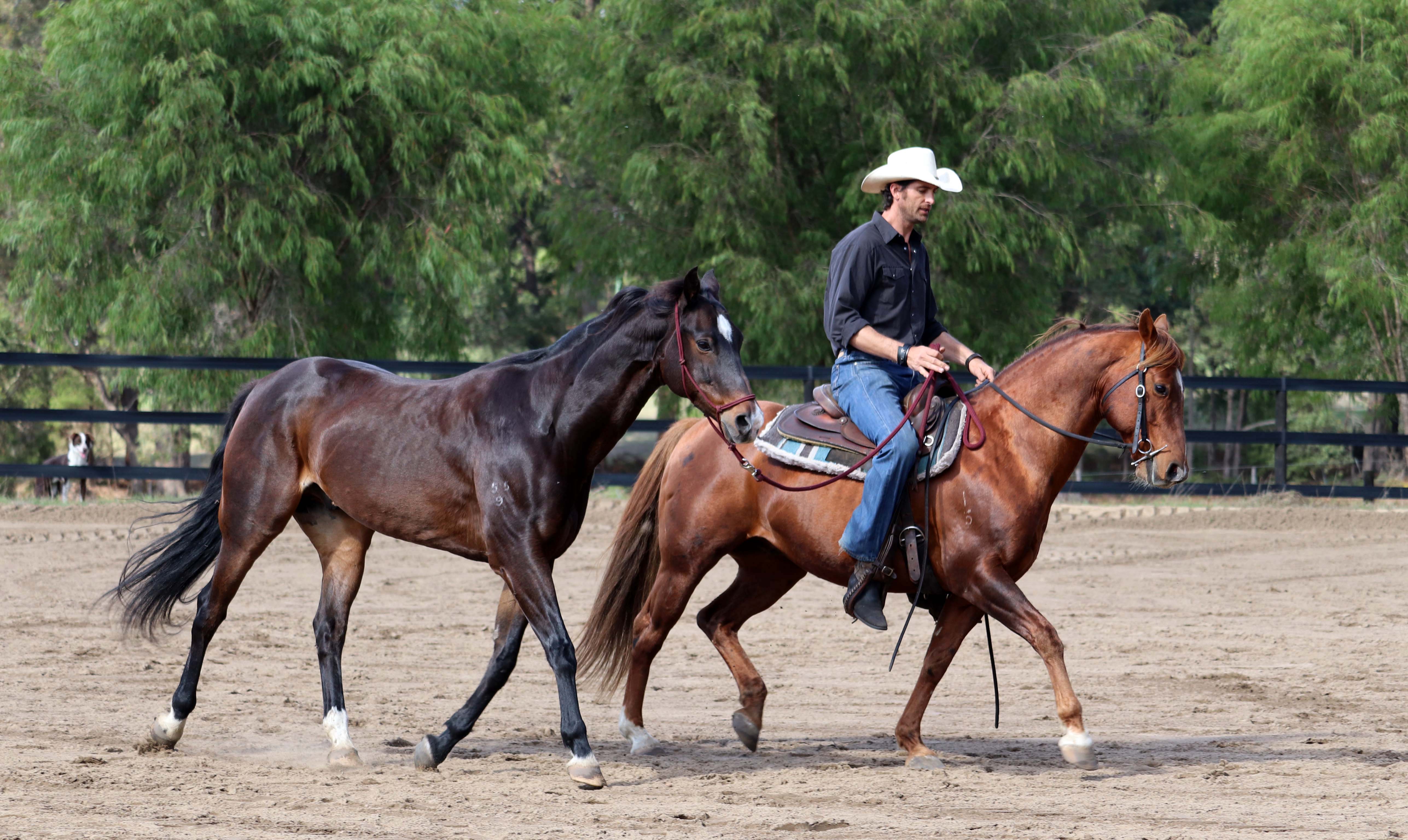 Tales Of The Trail Western Ranch Horse Training With Erwin - 