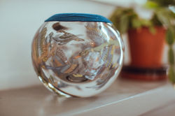 Flying Duck vessel close up