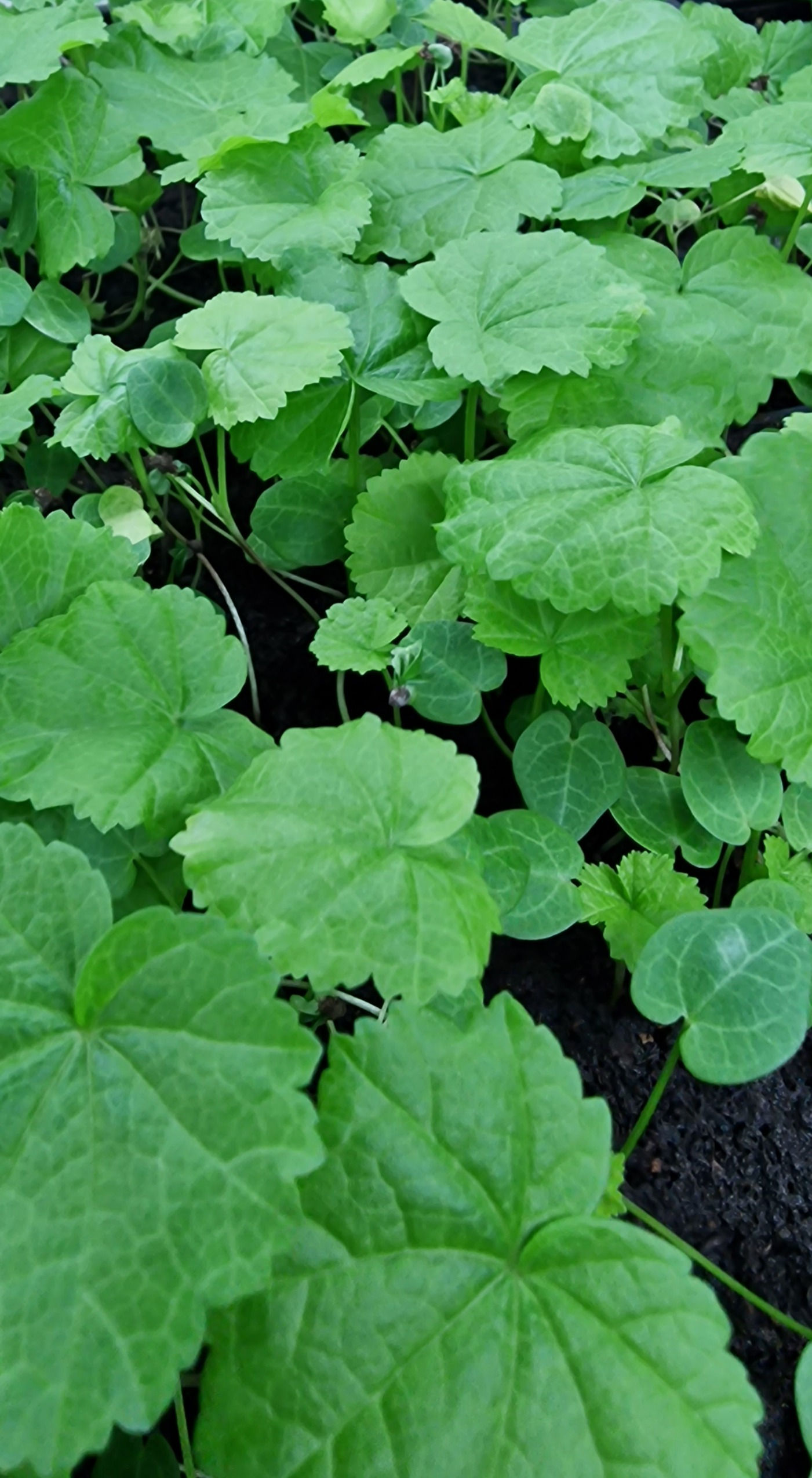 Malva - ORGANIC SEEDS