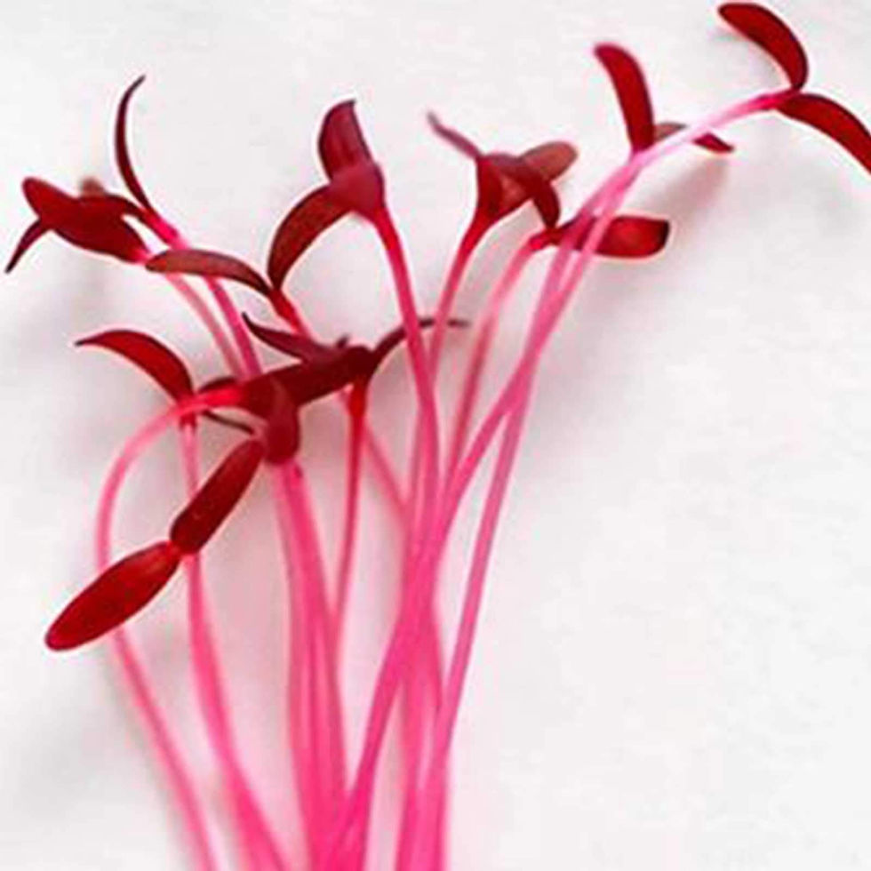 amaranth