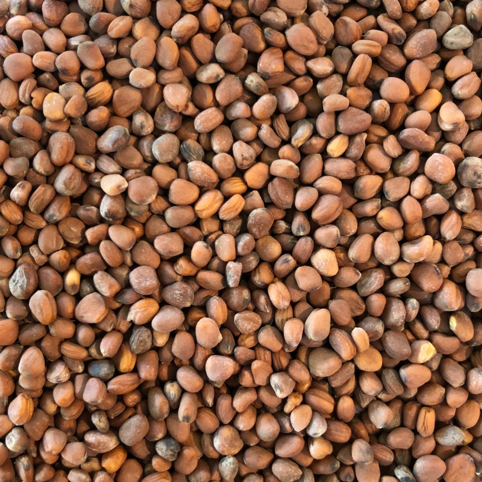 Radish China Rose - ORGANIC SEEDS