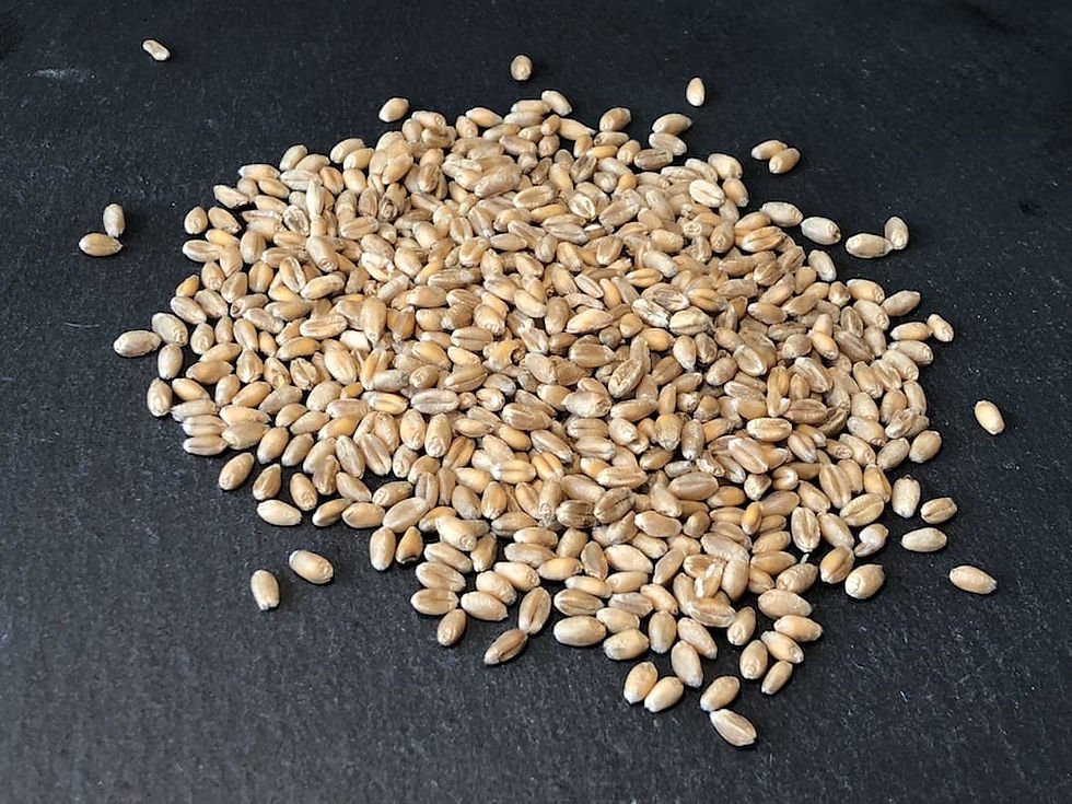 Wheat - ORGANIC SEEDS