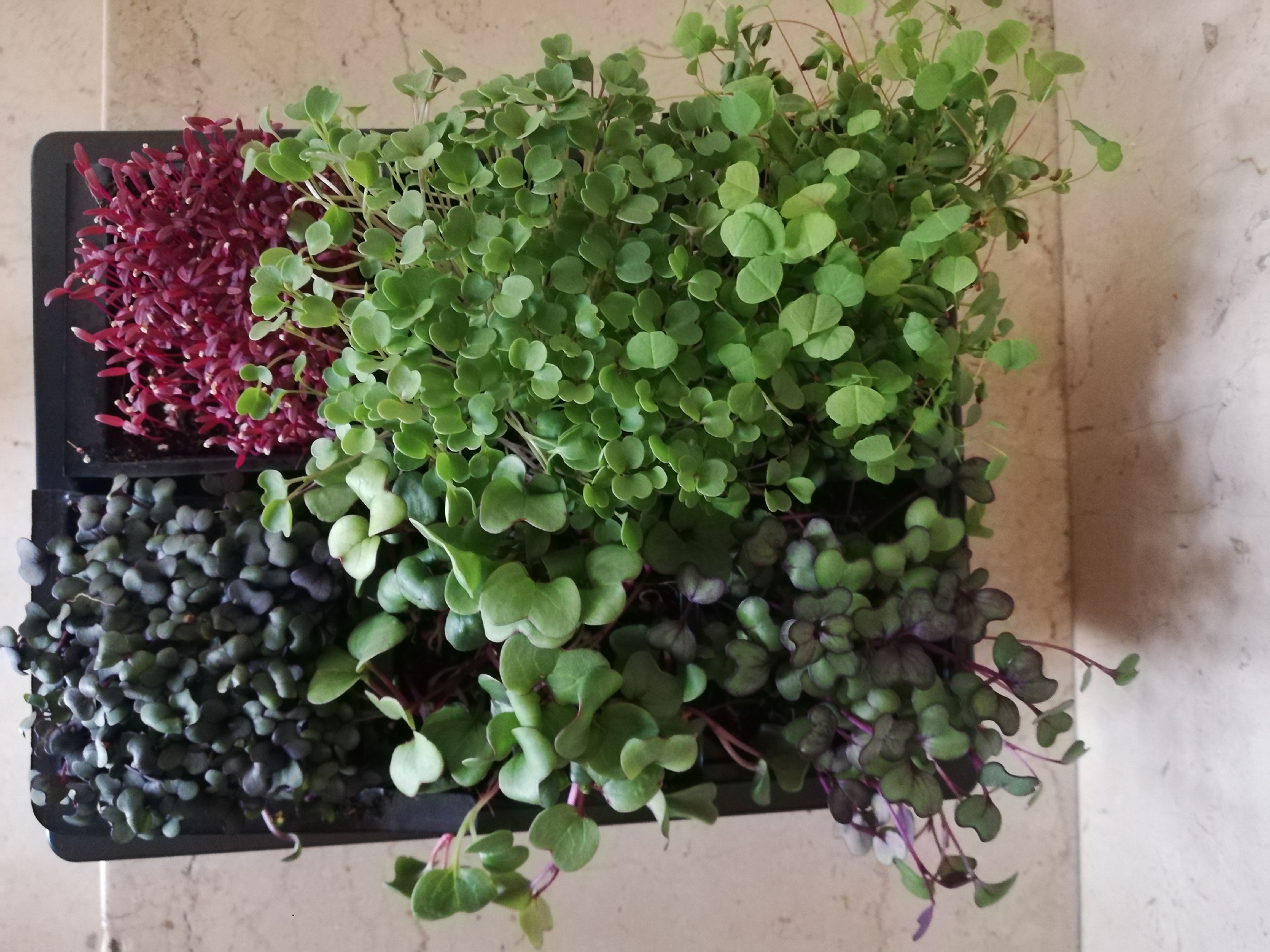 Assorted Rainbow Mix Box of 3 or 5 Punnets