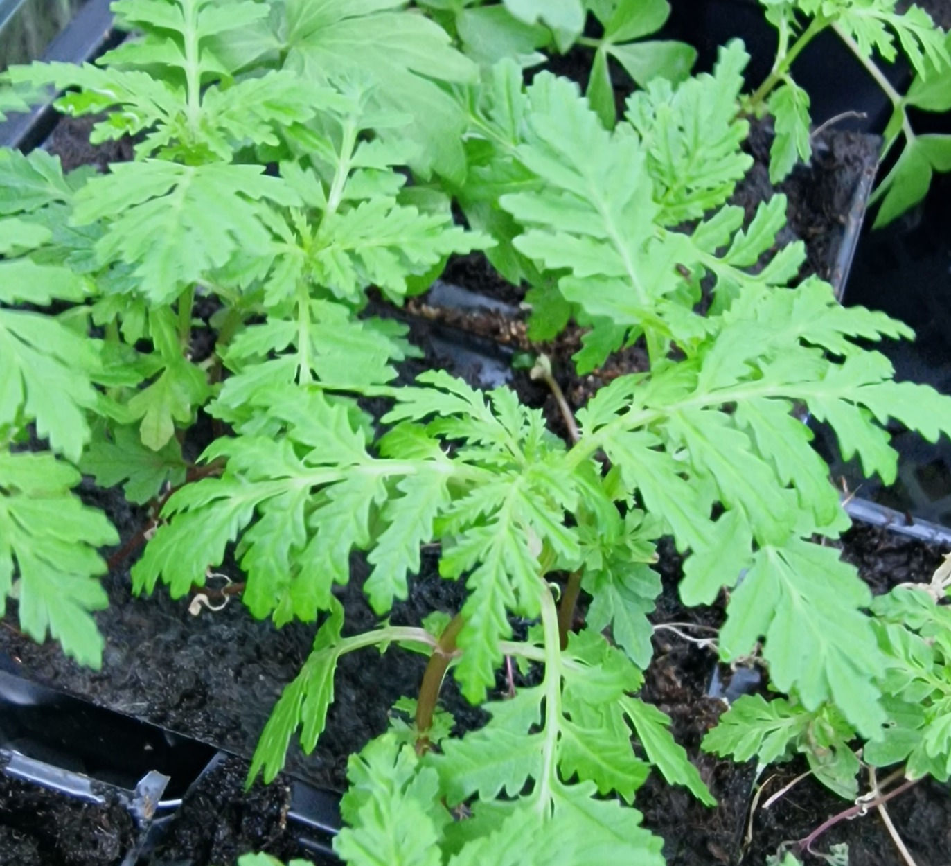 Tagate Lemon ( Marigold ) -ORGANIC SEEDS